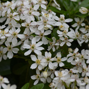 Choisya ternata