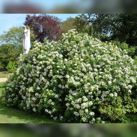 Large mature Choisya ternata forming a broad evergreen shrub covered with white flowers.