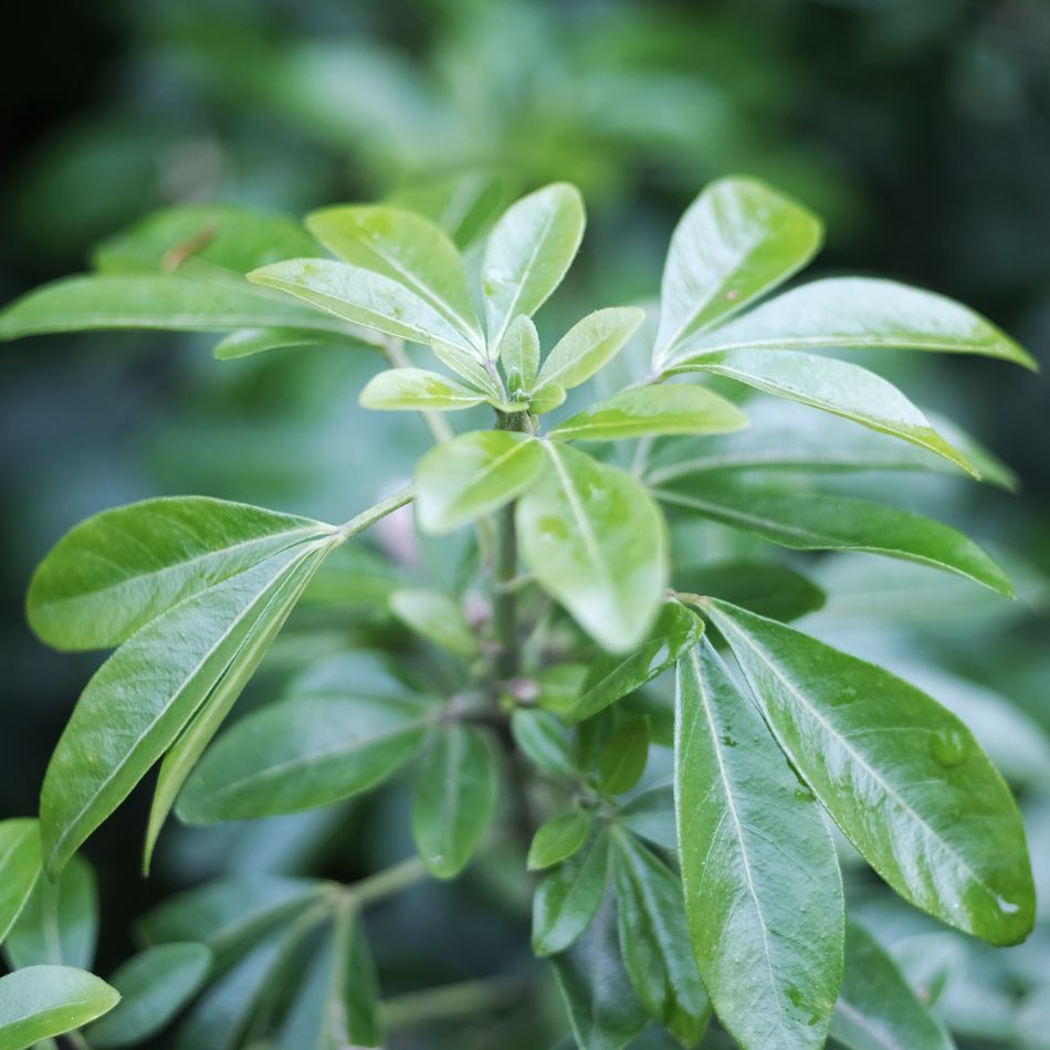 Choisya ternata