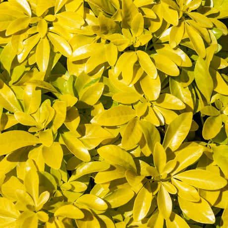 Bright golden-yellow spring foliage on Choisya ternata ‘Sundance’.