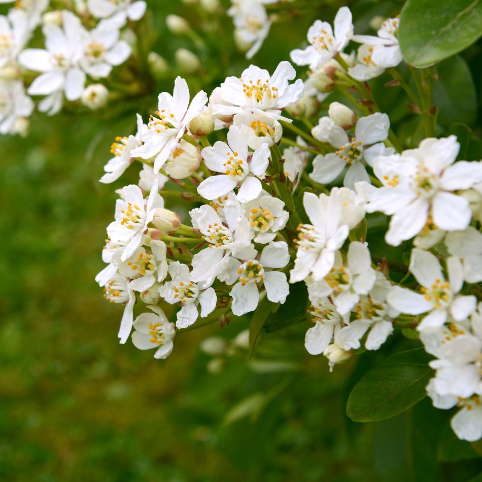 Choisya ternata