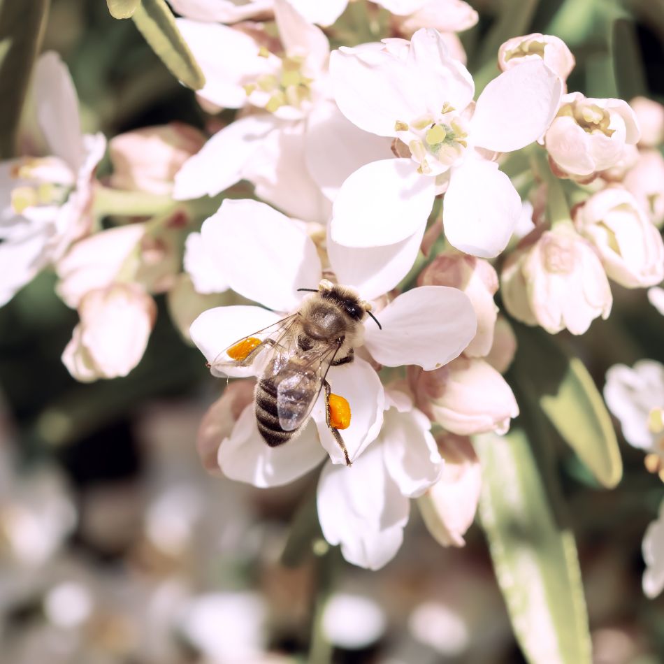 Close-up of a bee visiting pale pink-white Choisya × dewitteana ‘Aztec Pearl’ flowers.