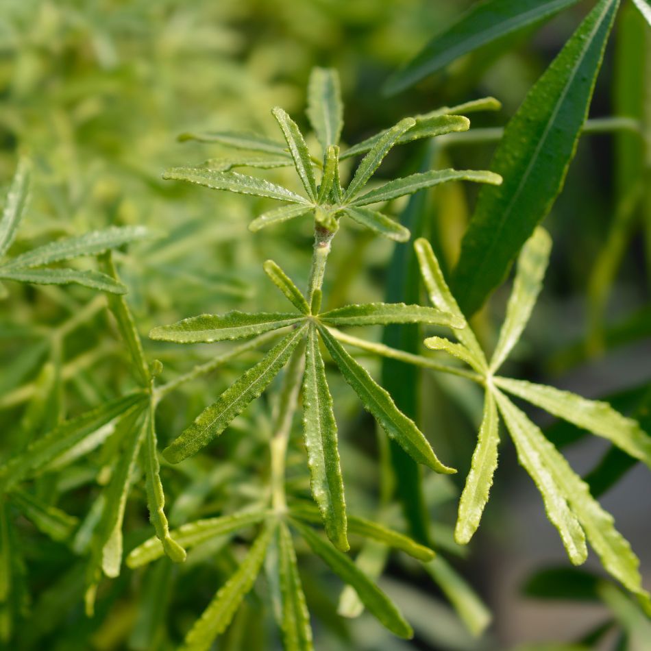 Slender divided evergreen leaves and developing flower buds on Choisya × dewitteana ‘Aztec Pearl’.