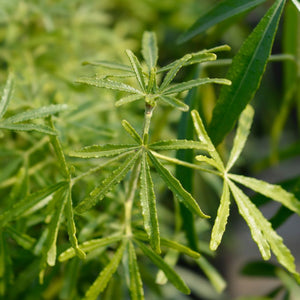 Slender divided evergreen leaves and developing flower buds on Choisya × dewitteana ‘Aztec Pearl’.
