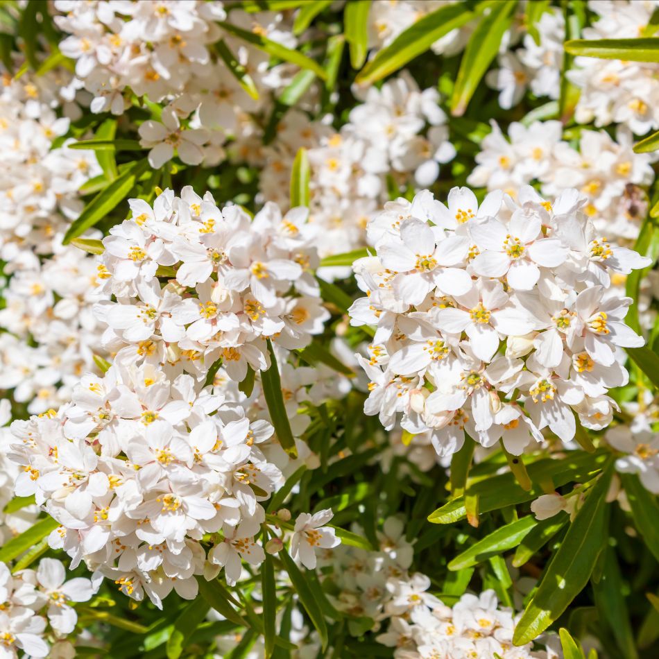 Dense cluster of small white star-shaped flowers on Choisya × dewitteana ‘Aztec Pearl’.