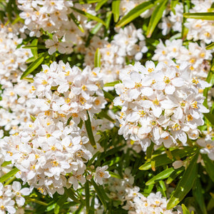 Dense cluster of small white star-shaped flowers on Choisya × dewitteana ‘Aztec Pearl’.