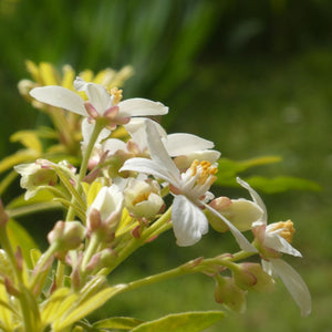 Choisya × dewitteana ‘Aztec Pearl’ stem carrying pale pink buds and newly opened white flowers.