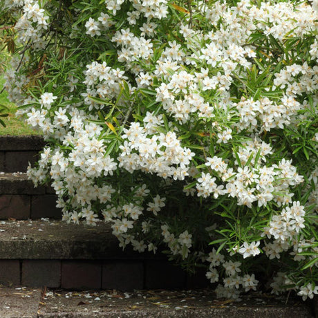 Choisya × dewitteana ‘Aztec Pearl’ forming a rounded shrub covered with white flowers beside a path.