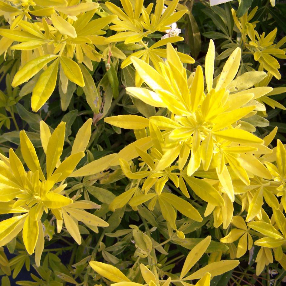 Close-up of narrow, finger-like golden Choisya × dewitteana ‘Goldfingers’ leaves.