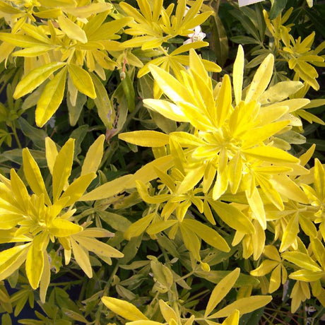 Close-up of narrow, finger-like golden Choisya × dewitteana ‘Goldfingers’ leaves.