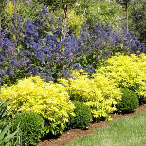 Row of rounded golden Choisya × dewitteana ‘Goldfingers’ shrubs bordering a lawn.