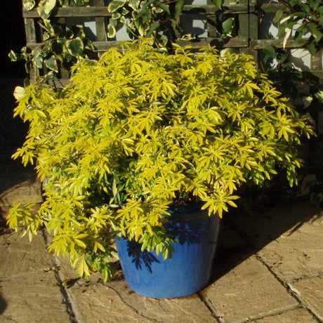 Bushy golden Choisya × dewitteana ‘Goldfingers’ growing in a blue patio pot.