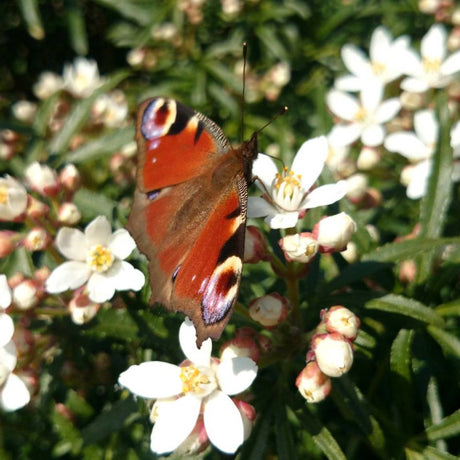Peacock butterfly feeding on white Choisya × dewitteana ‘White Dazzler’ flowers.