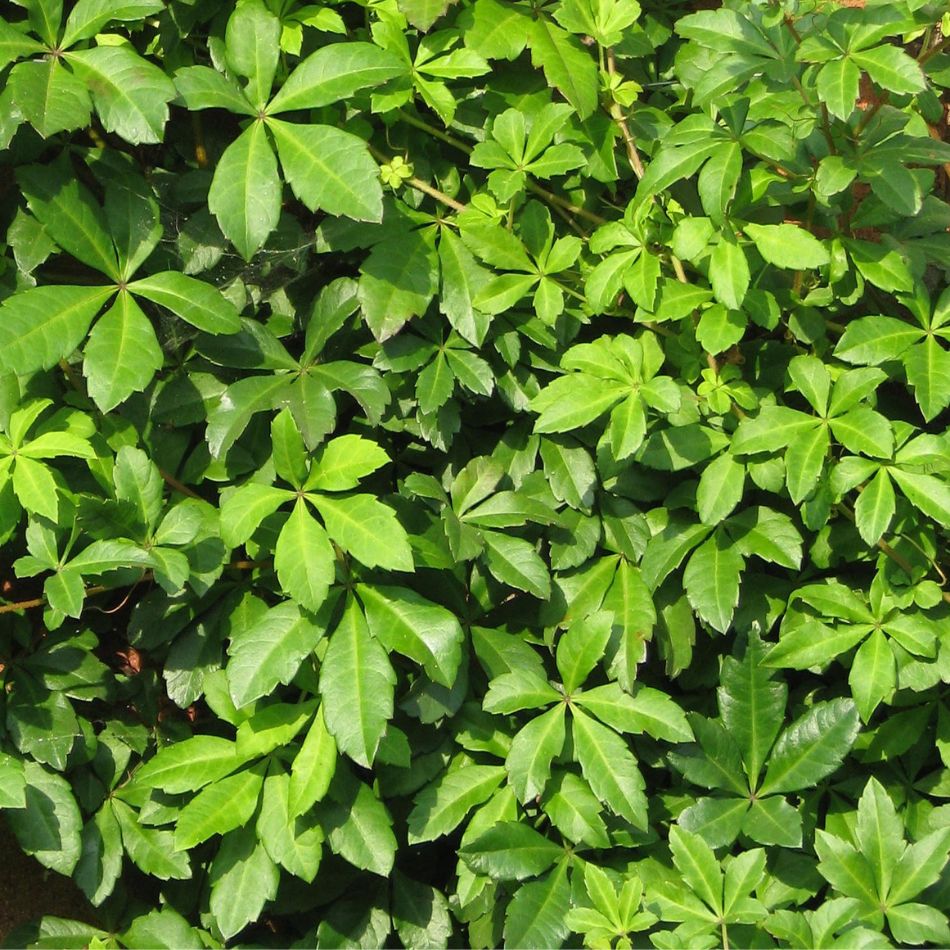 Cissus striata