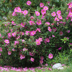 Cistus × purpureus