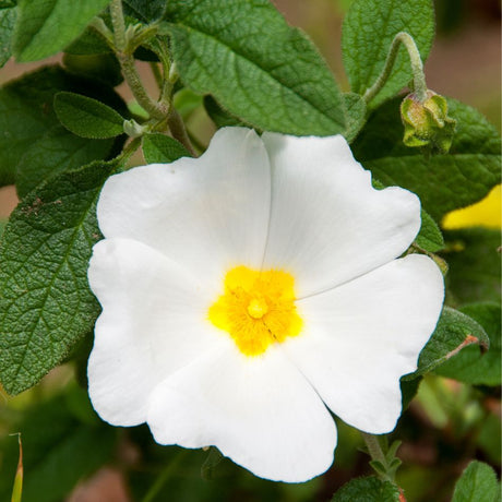 Open white Cistus × corbariensis flower with a bright yellow centre among textured green leaves.