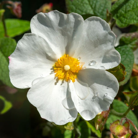 Single white Cistus × corbariensis flower with crinkled petals and a golden yellow centre.