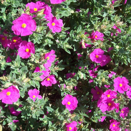 Mass of bright pink Cistus × pulverulentus ‘Sunset’ flowers above grey-green foliage.