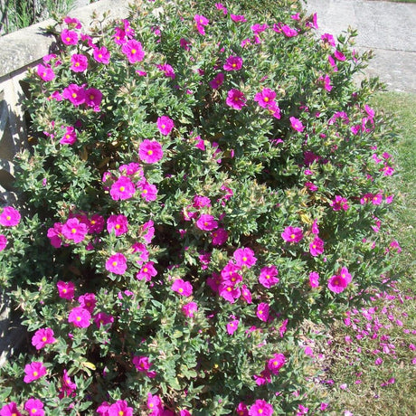 Rounded Cistus × pulverulentus ‘Sunset’ shrub dotted with vivid magenta-pink flowers.