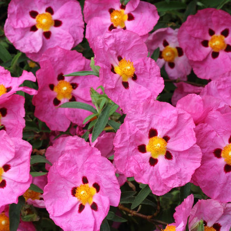 Cluster of open pink Cistus × purpureus blooms, each with five dark maroon spots around a yellow centre.