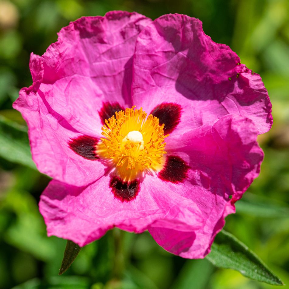 Close-up of a deep pink Cistus × purpureus flower with wrinkled petals, maroon markings, and a bright yellow centre.