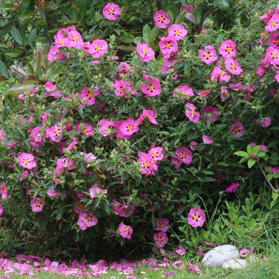 Bushy Cistus × purpureus covered with numerous pink, dark-spotted flowers.