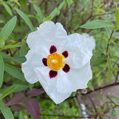 White Cistus × purpureus ‘Alan Fradd’ bloom with uneven maroon petal markings, surrounded by narrow grey-green leaves.