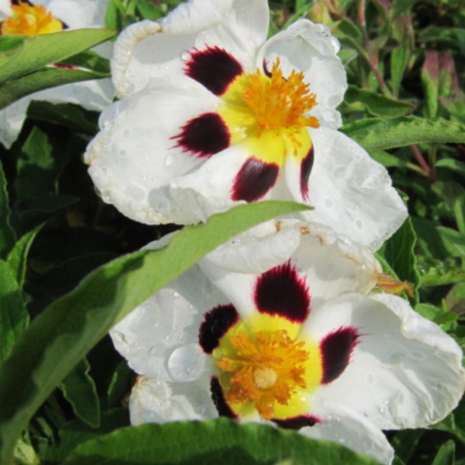 Two white Cistus × purpureus ‘Alan Fradd’ flowers with bold maroon spots and dense golden stamens.