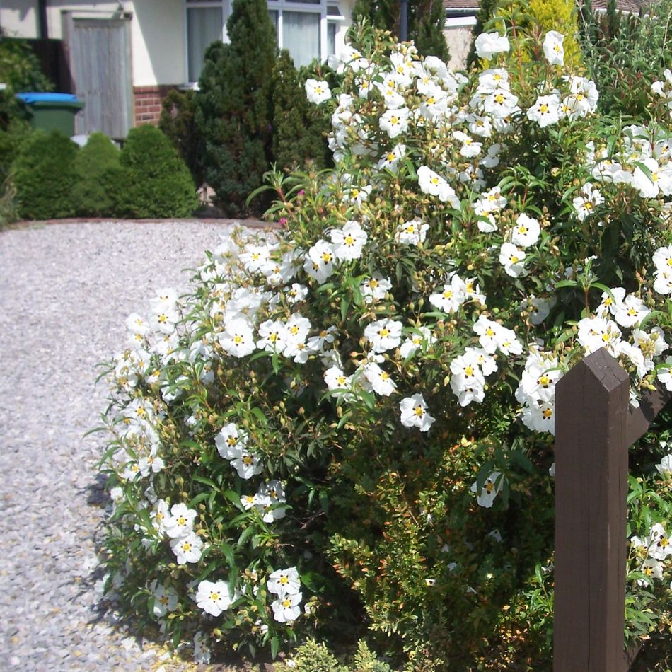 Large Cistus × purpureus ‘Alan Fradd’ shrub covered in white flowers beside a pale gravel garden path.