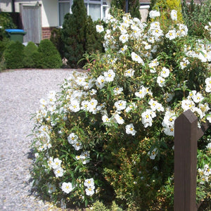 Large Cistus × purpureus ‘Alan Fradd’ shrub covered in white flowers beside a pale gravel garden path.