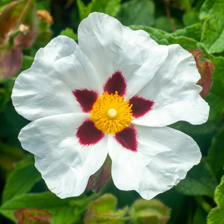Close-up of a white Cistus × purpureus ‘Alan Fradd’ flower with five dark maroon basal spots and a golden centre.