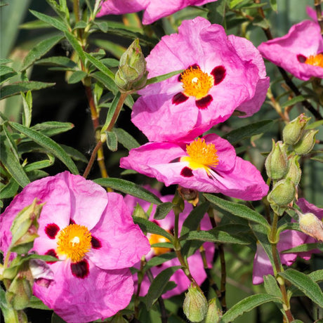 Several pink Cistus × purpureus flowers with maroon basal spots and golden centres among narrow leaves.