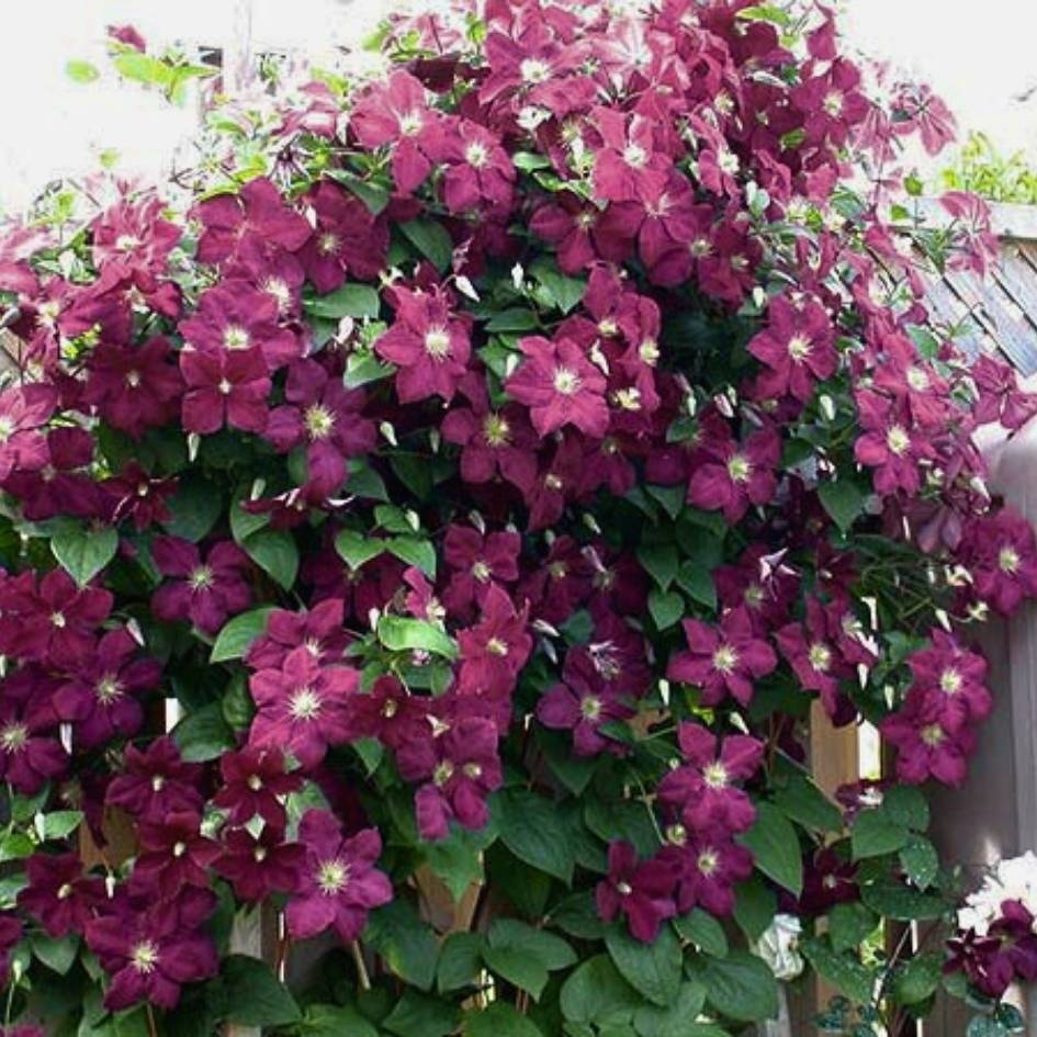 Clematis ‘Ernest Markham’