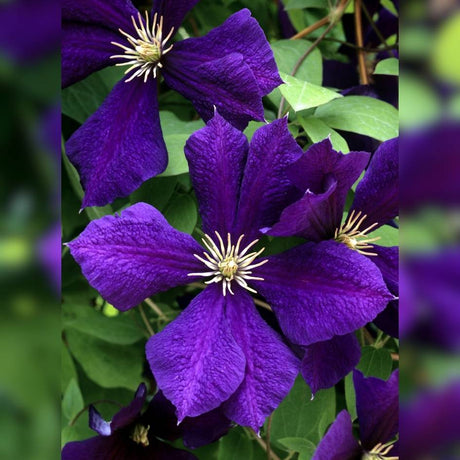 Close-up of two velvety purple Clematis ‘Jackmanii’ flowers.