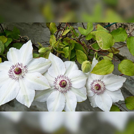 Cluster of white Clematis ‘Miss Bateman’ flowers with dark plum-coloured stamens.