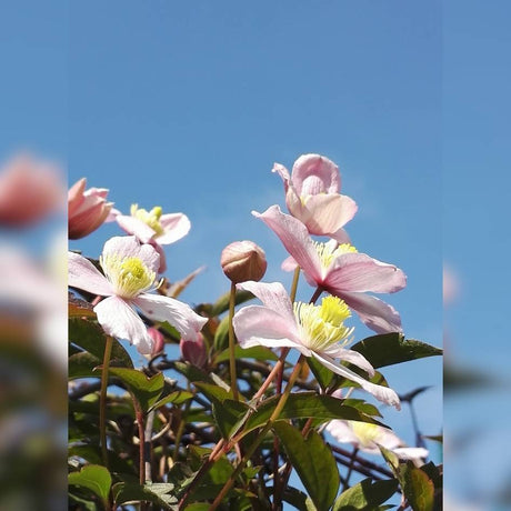 Clematis montana ‘Mayleen’