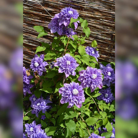 Purple double Clematis ‘Multi Blue’ flowers climbing against a woven fence.