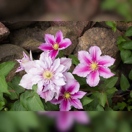Pale and bright pink semi-double Clematis ‘Piilu’ flowers above green leaves.