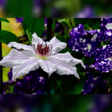 White Clematis ‘Snow Queen’ flower with purple flowers blurred behind it.