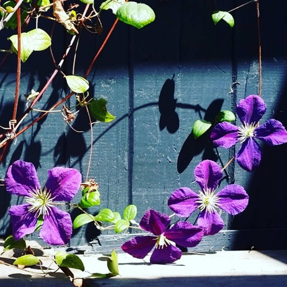Purple Clematis ‘Star of India’ flowers climbing beside a dark window.
