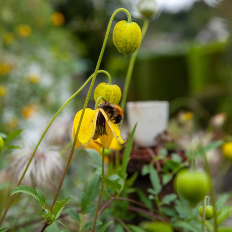 Clematis tangutica