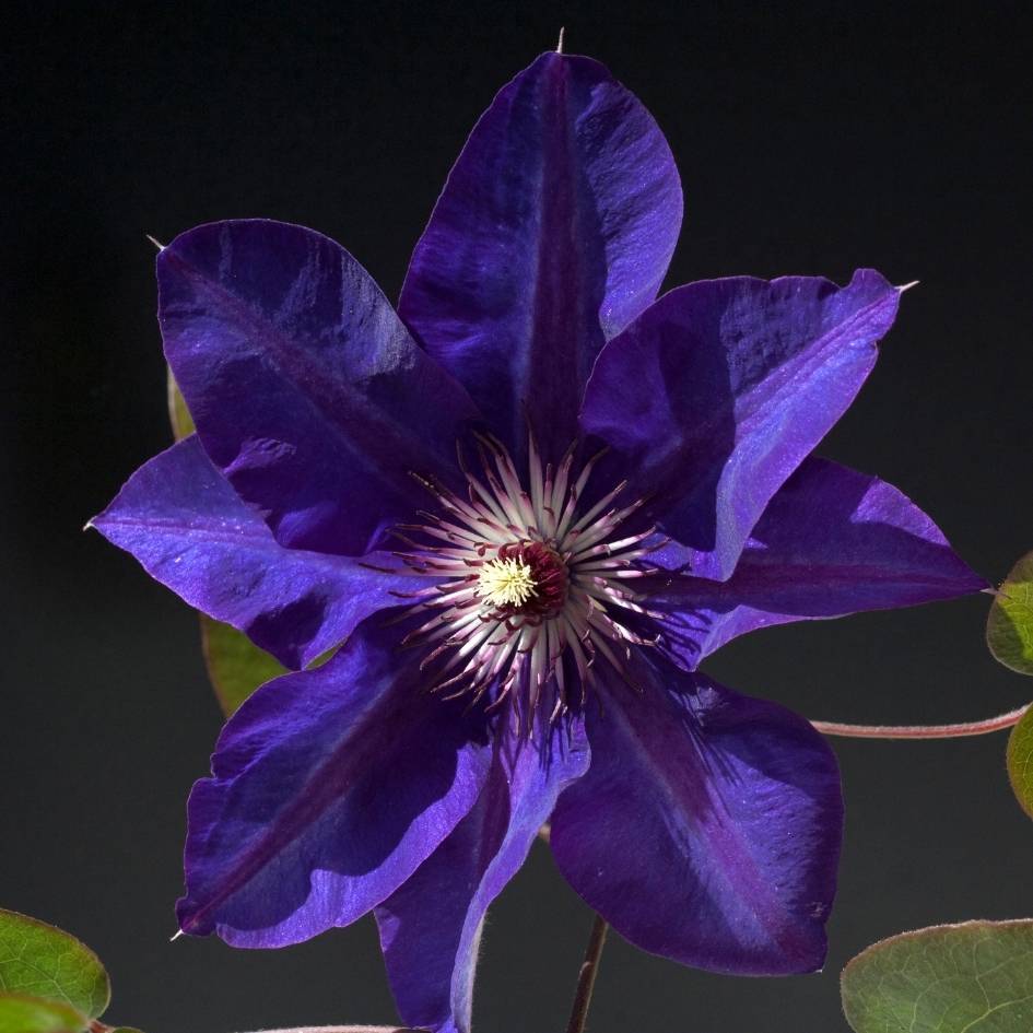 Clematis ‘The President’