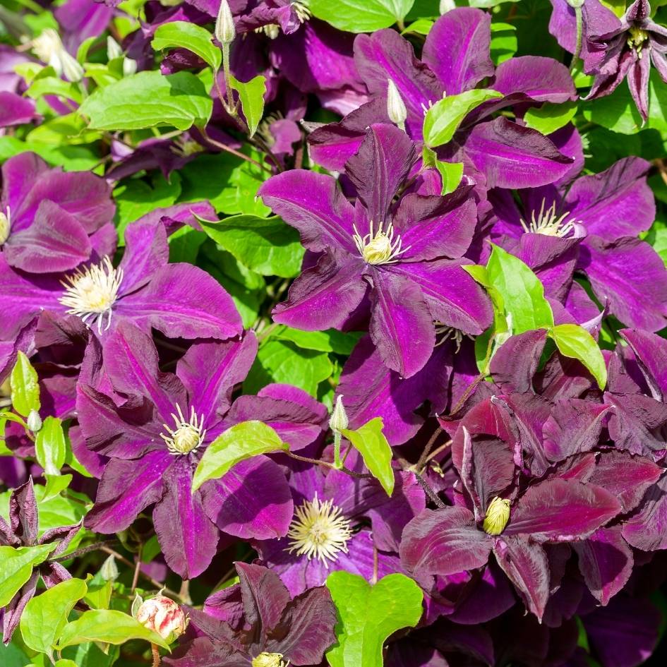Clematis ‘Warszawska Nike’
