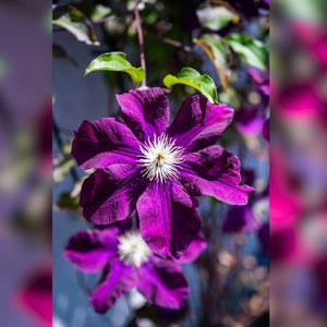 Clematis ‘Warszawska Nike’