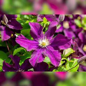 Clematis ‘Warszawska Nike’