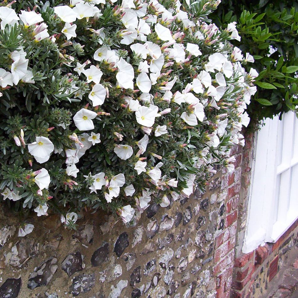 Convolvulus cneorum