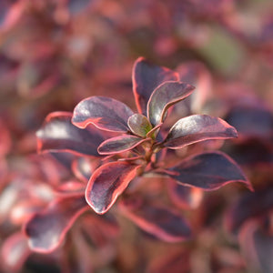 Pink-red and dark green variegated foliage of Coprosma ‘Rainbow Surprise’ in close view.