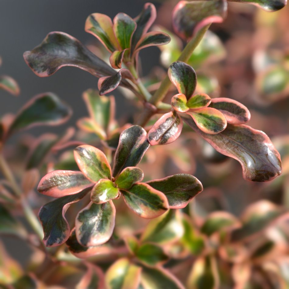 Compact rosettes of glossy Coprosma ‘Rainbow Surprise’ leaves with green centres and cream-pink margins.