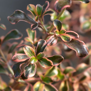 Compact rosettes of glossy Coprosma ‘Rainbow Surprise’ leaves with green centres and cream-pink margins.