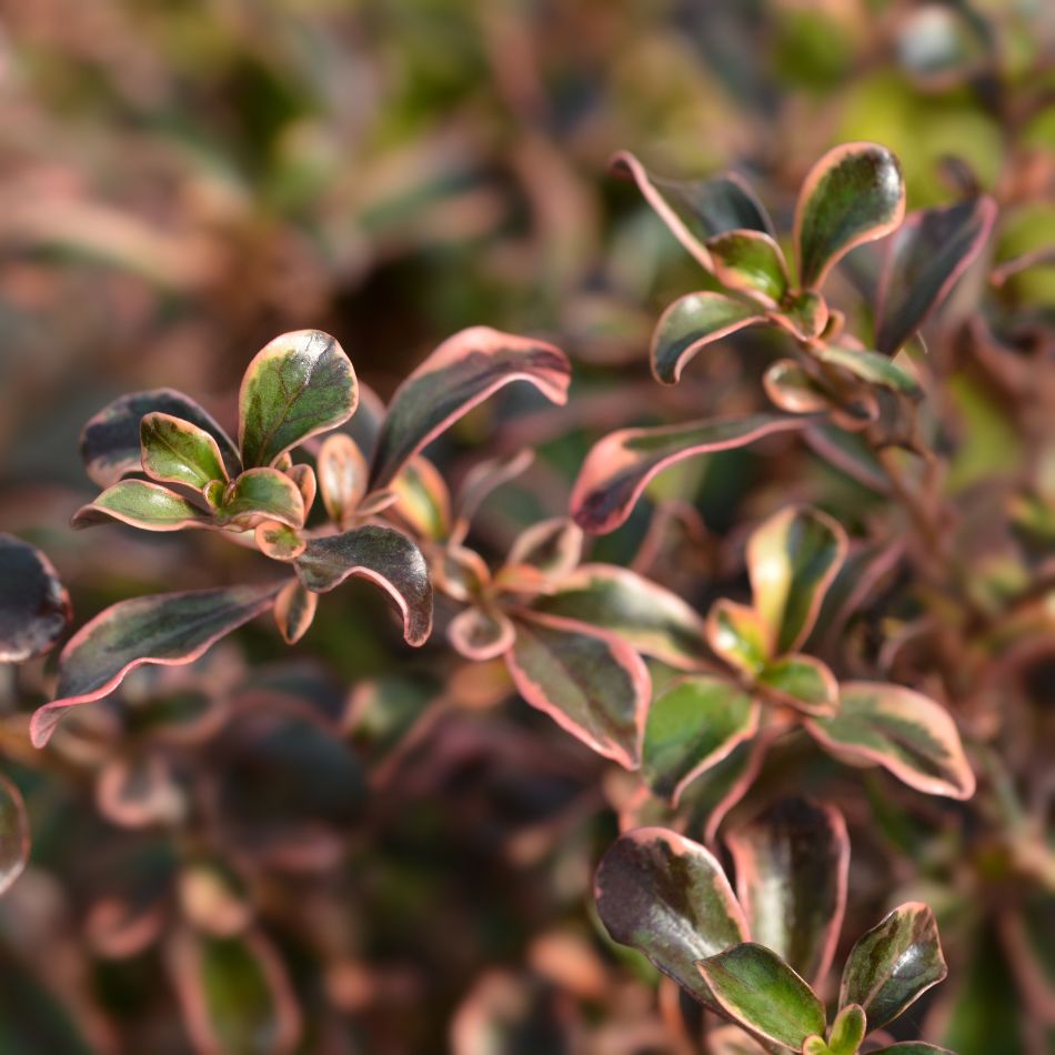 Dense spray of small, glossy Coprosma ‘Rainbow Surprise’ leaves flushed bronze, pink, and green.